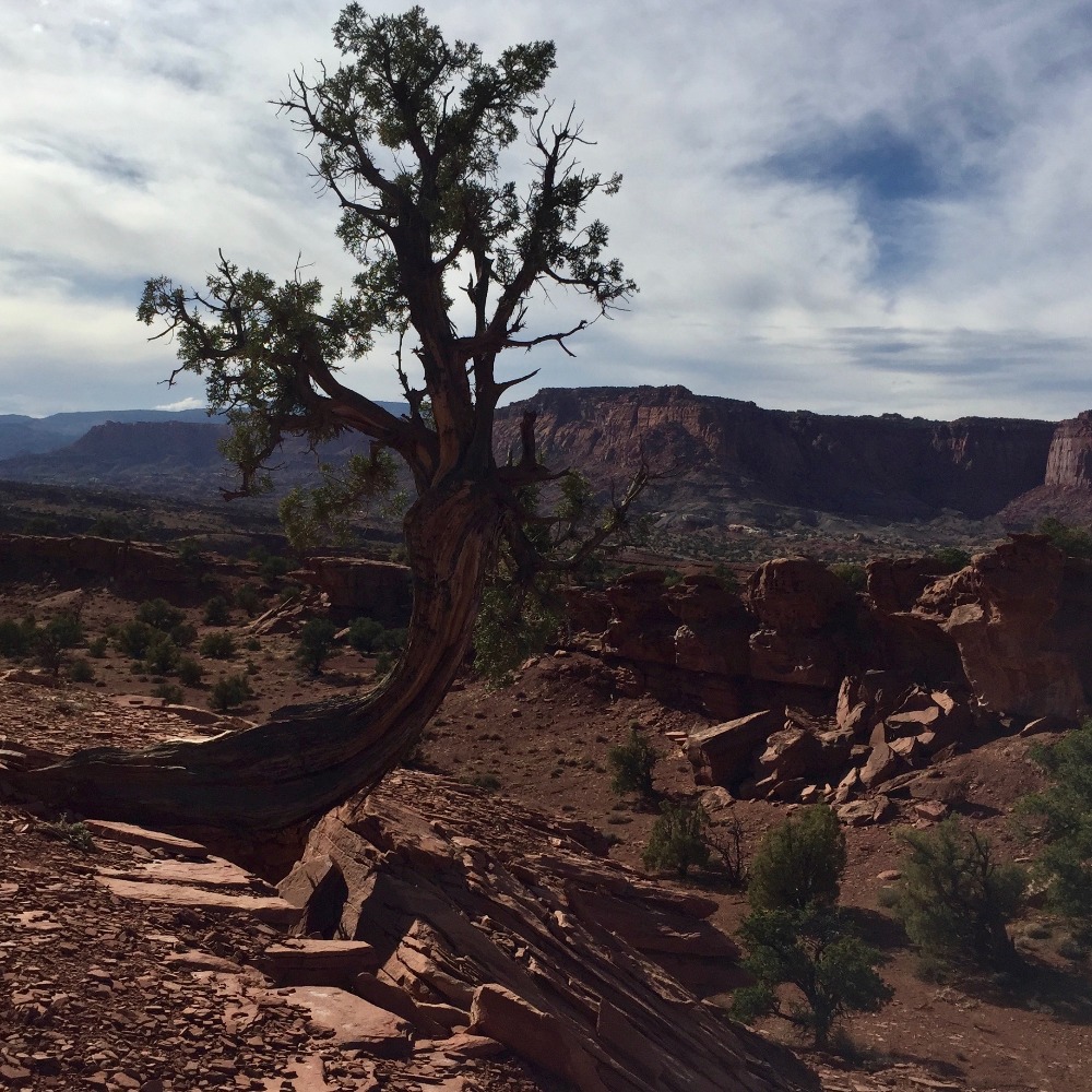 Meet your Posher, Sophia